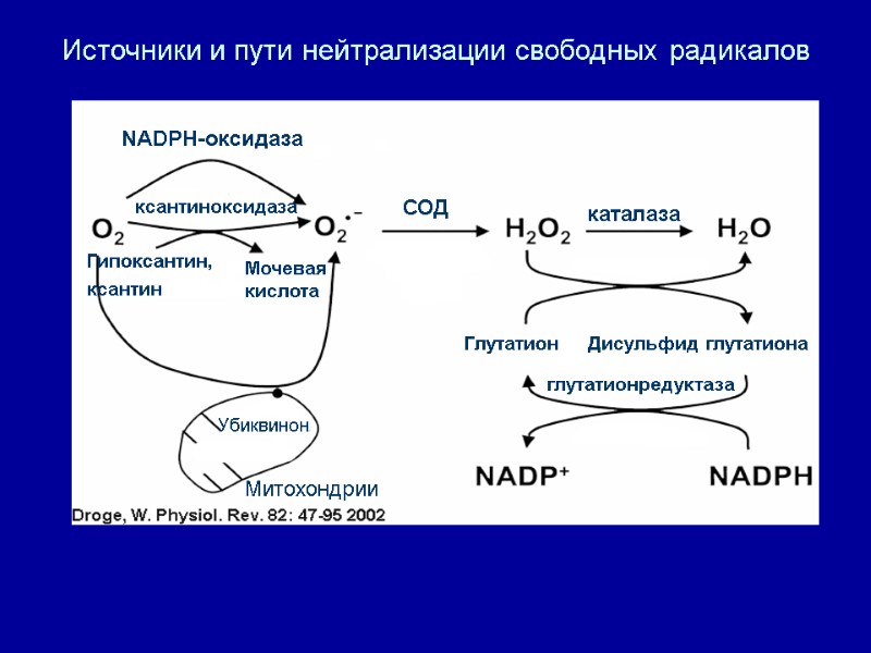 Источники и пути нейтрализации свободных радикалов NADPH-оксидаза ксантиноксидаза Гипоксантин, ксантин Мочевая кислота СОД каталаза
